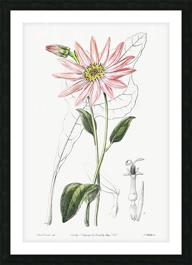 Mr. Dicksons echinacea from Edwards Botanical Register 1829-1847  by Sydenham Edwards John Lindley and James Ridgway. Picture Frame print