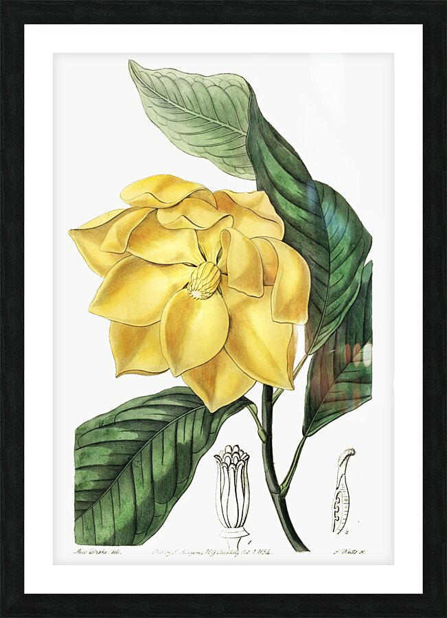 De Candolles talaum tree from Edwards Botanical Register 1829-1847  by Sydenham Edwards John Lindley and James Ridgway. Picture Frame print