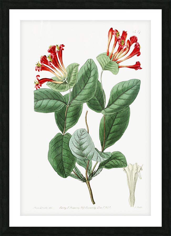 The north-west honeysuckle from Edwards Botanical Register 1829-1847  by Sydenham Edwards John Lindley and James Ridgway. Picture Frame print