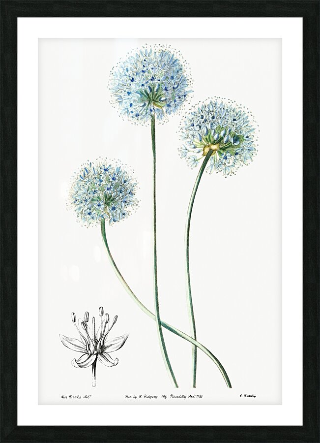Blue leek from Edwards Botanical Register 1829-1847  by Sydenham Edwards John Lindley and James Ridgway. Picture Frame print