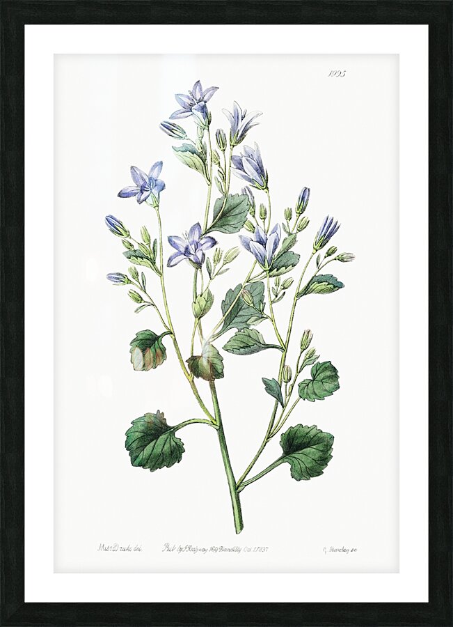 Dalmatian wall campanula flower from Edwards Botanical Register 1829-1847  by Sydenham Edwards John Lindley and James Ridgway. Impression et Cadre photo