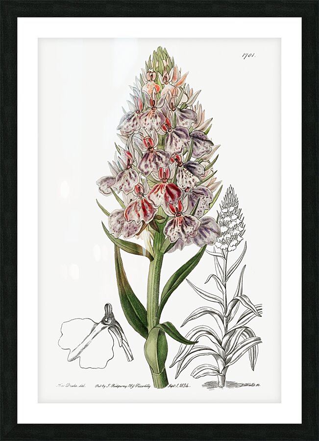 Leafy spiked orchis from Edwards Botanical Register 1829-1847  by Sydenham Edwards John Lindley and James Ridgway. Picture Frame print
