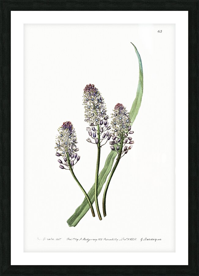 Meadow squill from Edwards Botanical Register 1829-1847  by Sydenham Edwards John Lindley and James Ridgway. Picture Frame print