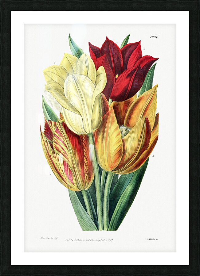 Rough stemmed tulip from Edwards Botanical Register 1829-1847  by Sydenham Edwards John Lindley and James Ridgway. Picture Frame print