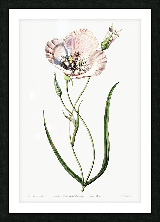 atiny calochortus from Edwards Botanical Register 1829-1847  by Sydenham Edwards John Lindley and James Ridgway. Picture Frame print
