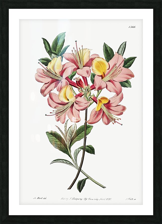Changeable pontic azalea from Edwards Botanical Register 1829-1847  by Sydenham Edwards John Lindley and James Ridgway. Picture Frame print