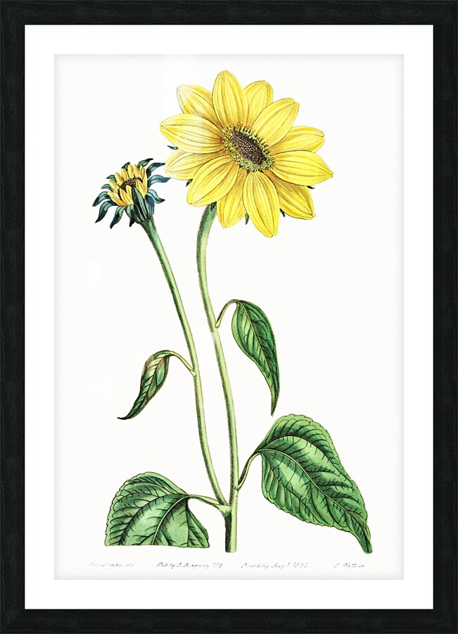 Trumpet stalked sunflower from Edwards Botanical Register 1829-1847  by Sydenham Edwards John Lindley and James Ridgway. Picture Frame print