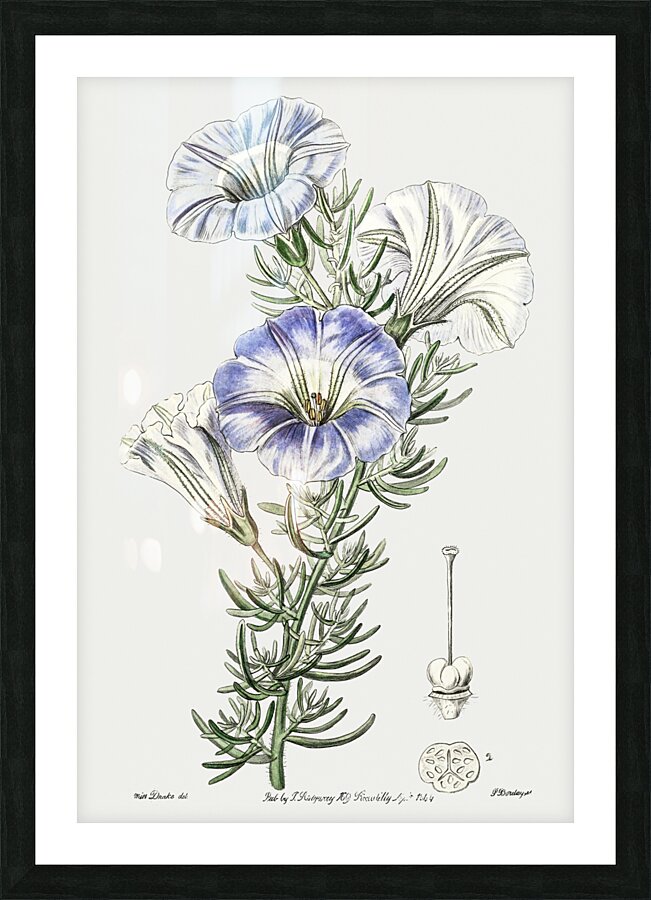 Sky blue alona from Edwards Botanical Register 1829-1847  by Sydenham Edwards John Lindley and James Ridgway. Picture Frame print