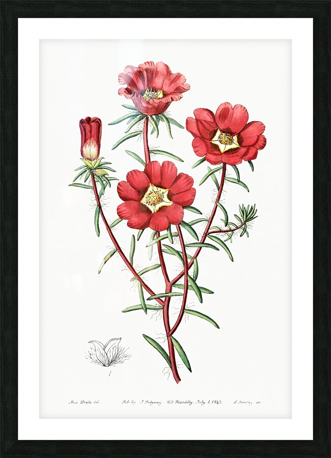 Portulaca splendens from Edwards Botanical Register 1829-1847  by Sydenham Edwards John Lindley and James Ridgway. Picture Frame print