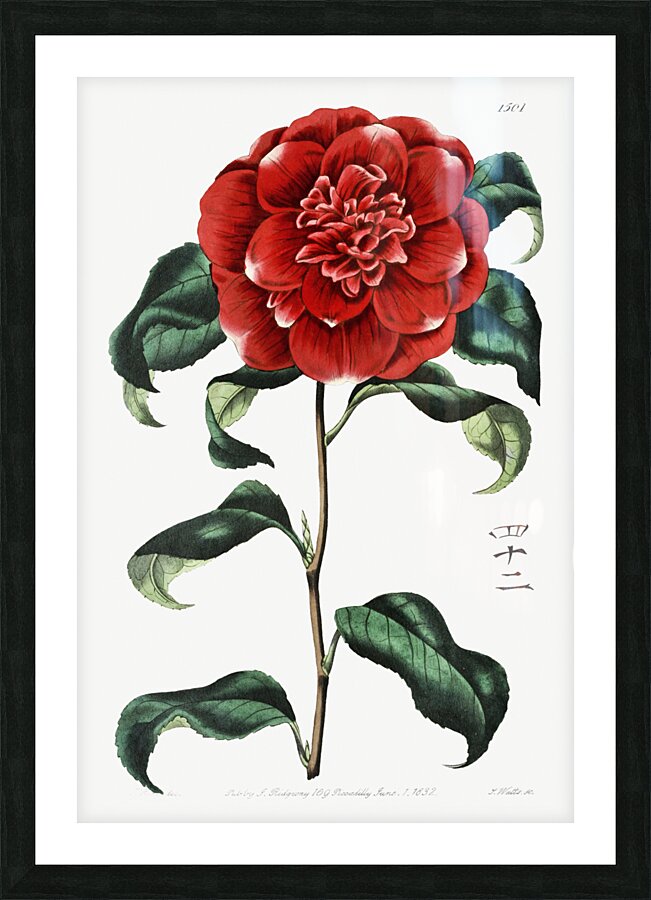Mr. Reevess crimson camellia from Edwards Botanical Register 1829-1847  by Sydenham Edwards John Lindley and James Ridgway. Picture Frame print
