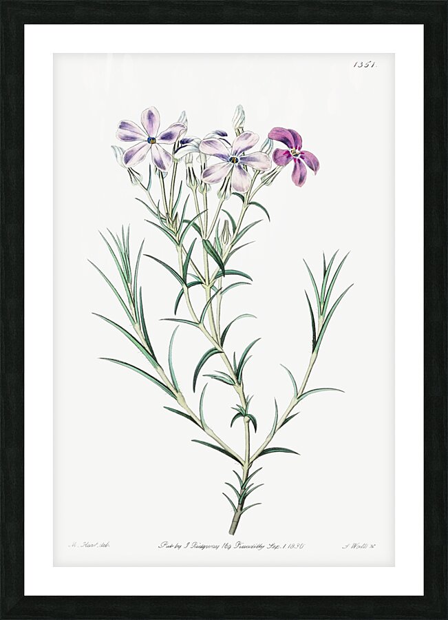 Shewy phlox from Edwards Botanical Register 1829-1847  by Sydenham Edwards John Lindley and James Ridgway. Picture Frame print