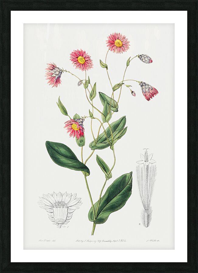 Captain Mangles rhodanthe from Edwards Botanical Register 1829-1847  by Sydenham Edwards John Lindley and James Ridgway. Picture Frame print