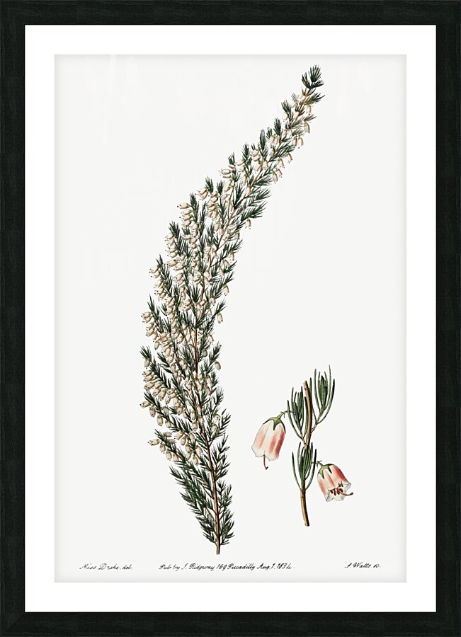 Bell-bearing heath from Edwards Botanical Register 1829-1847  by Sydenham Edwards John Lindley and James Ridgway. Picture Frame print