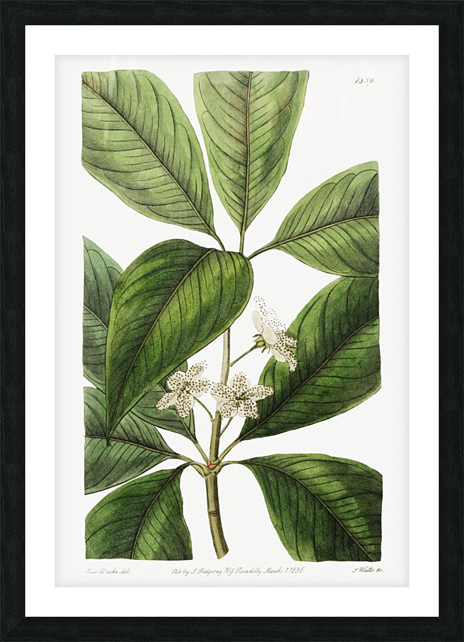 Large-leaved tristania from Edwards Botanical Register 1829-1847  by Sydenham Edwards John Lindley and James Ridgway. Picture Frame print