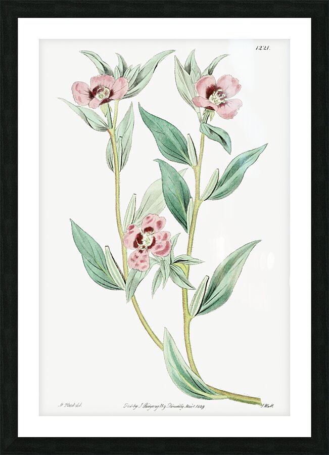 Long Branched Enothera from Edwards Botanical Register 1829-1847  by Sydenham Edwards John Lindley and James Ridgway. Picture Frame print