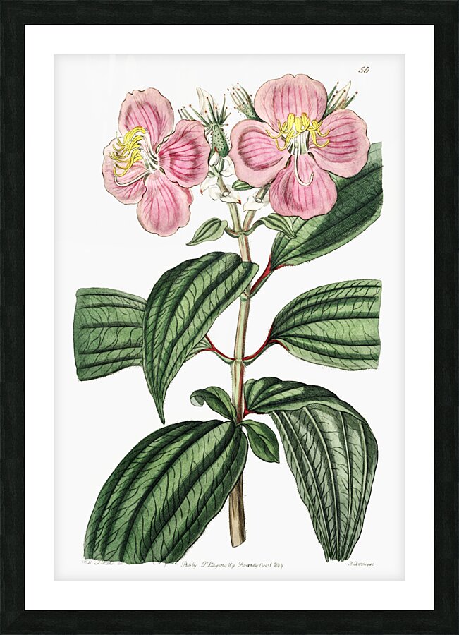 Starry osbeckia from Edwards Botanical Register 1829-1847  by Sydenham Edwards John Lindley and James Ridgway. Picture Frame print