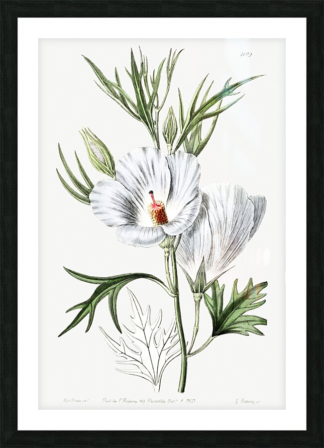 Lilac hibiscus from Edwards Botanical Register 1829-1847  by Sydenham Edwards John Lindley and James Ridgway. Picture Frame print