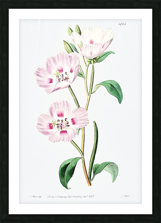 The spotted blush enothera from Edwards Botanical Register 1829-1847  by Sydenham Edwards John Lindley and James Ridgway. Picture Frame print