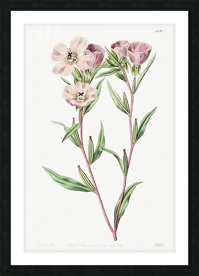 Pale Corona Amaryllis from Edwards Botanical Register 1829-1847  by Sydenham Edwards John Lindley and James Ridgway. Picture Frame print