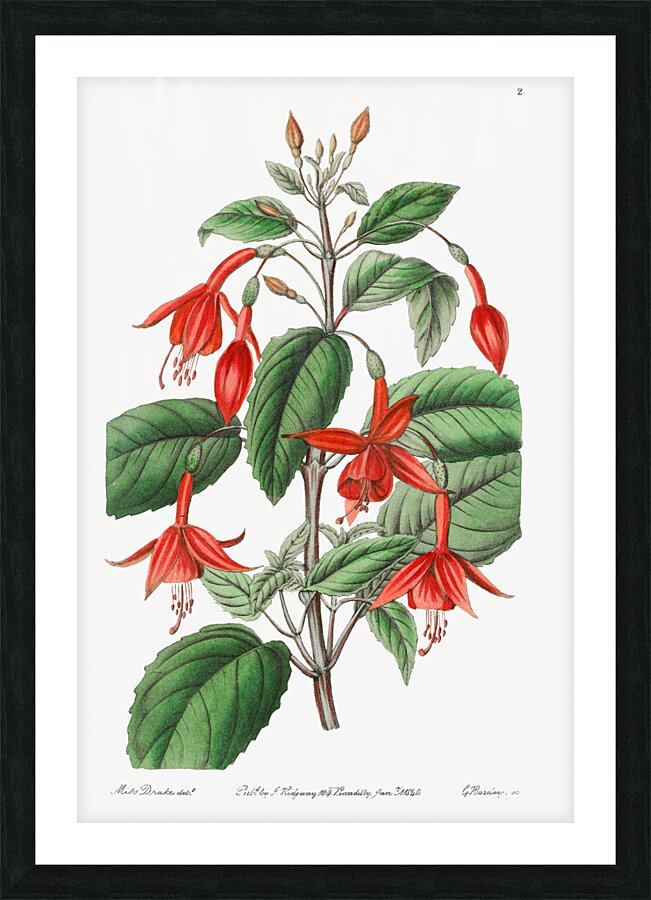 Standishs fuchsia from Edwards Botanical Register 1829-1847  by Sydenham Edwards John Lindley and James Ridgway. Picture Frame print