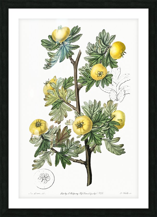Tansy-leaved hawthorn from Edwards Botanical Register 1829-1847  by Sydenham Edwards John Lindley and James Ridgway. Picture Frame print