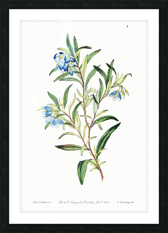 Narrow leaved sollya from Edwards Botanical Register 1829-1847  by Sydenham Edwards John Lindley and James Ridgway. Picture Frame print