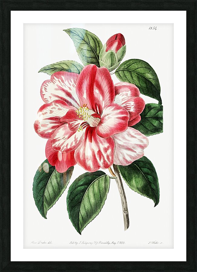 Donckelaers japan camelia from Edwards Botanical Register 1829-1847  by Sydenham Edwards John Lindley and James Ridgway. Picture Frame print