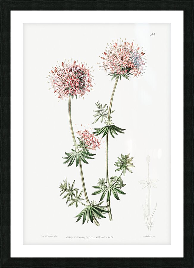 Long-styled crucianella from Edwards Botanical Register 1829-1847  by Sydenham Edwards John Lindley and James Ridgway. Picture Frame print