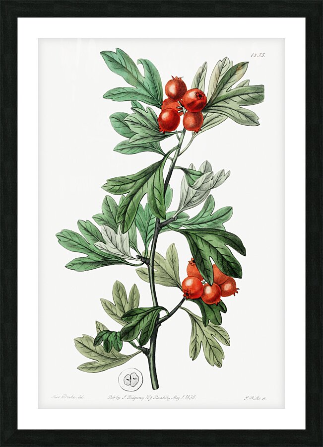 orocco hawthorn from Edwards Botanical Register 1829-1847  by Sydenham Edwards John Lindley and James Ridgway. Picture Frame print