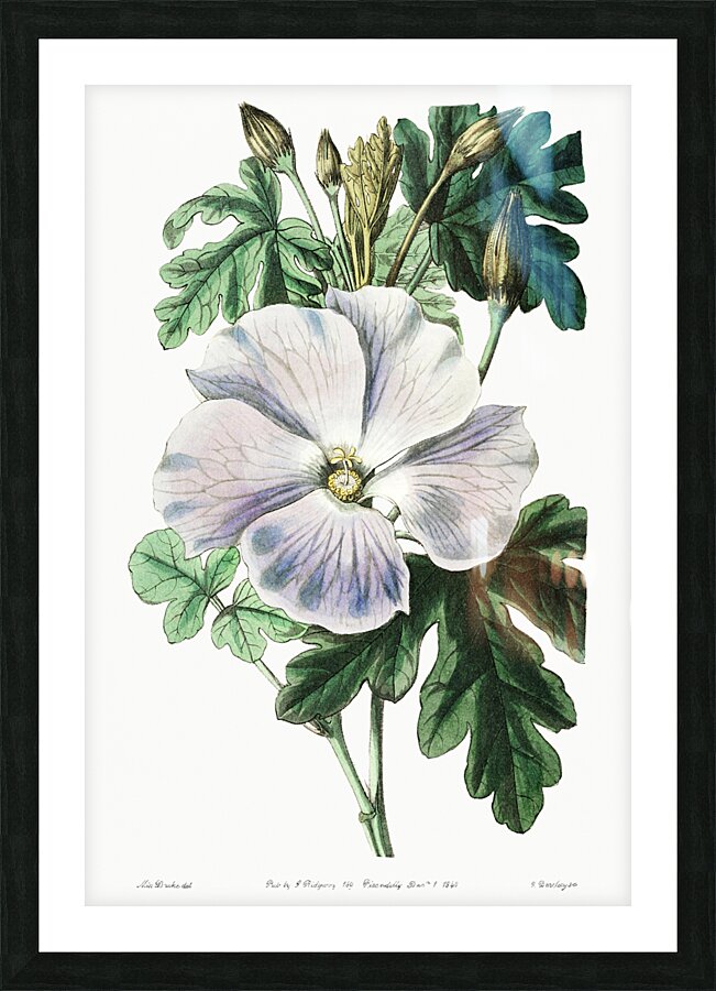 Mrs. Wrays hibiscus from Edwards Botanical Register 1829-1847  by Sydenham Edwards John Lindley and James Ridgway. Picture Frame print