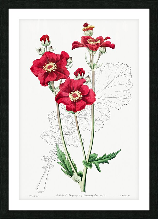 Chilian Guem from Edwards Botanical Register 1829-1847  by Sydenham Edwards John Lindley and James Ridgway. Picture Frame print