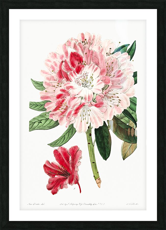 The lovely rhododendron from Edwards Botanical Register 1829-1847  by Sydenham Edwards John Lindley and James Ridgway. Picture Frame print
