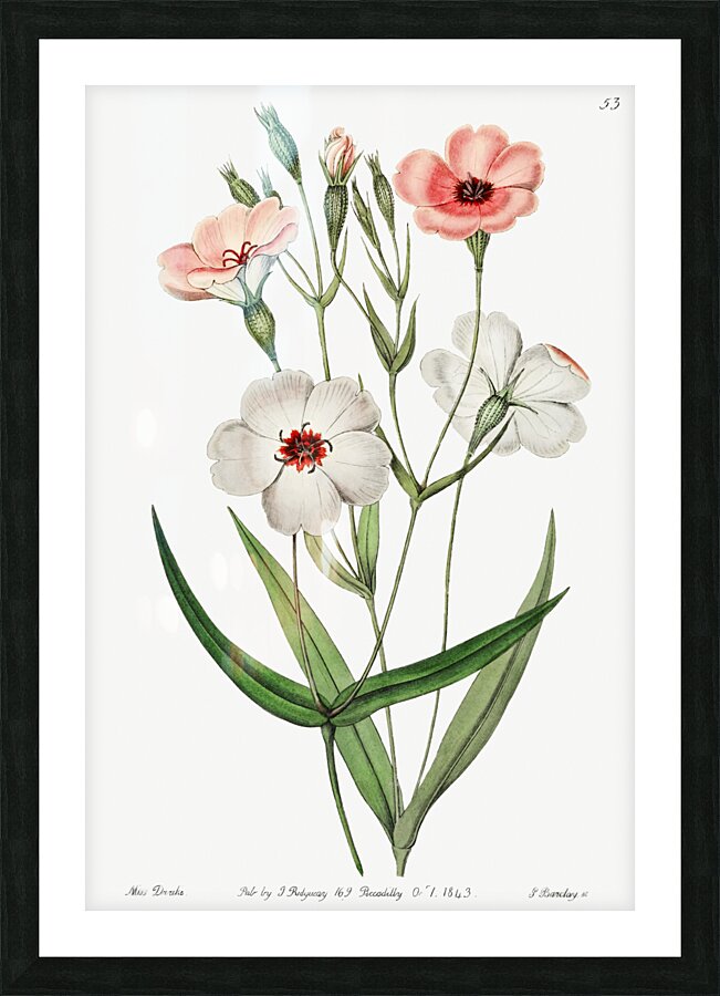 Dark-eyed viscaria from Edwards Botanical Register 1829-1847  by Sydenham Edwards John Lindley and James Ridgway. Picture Frame print
