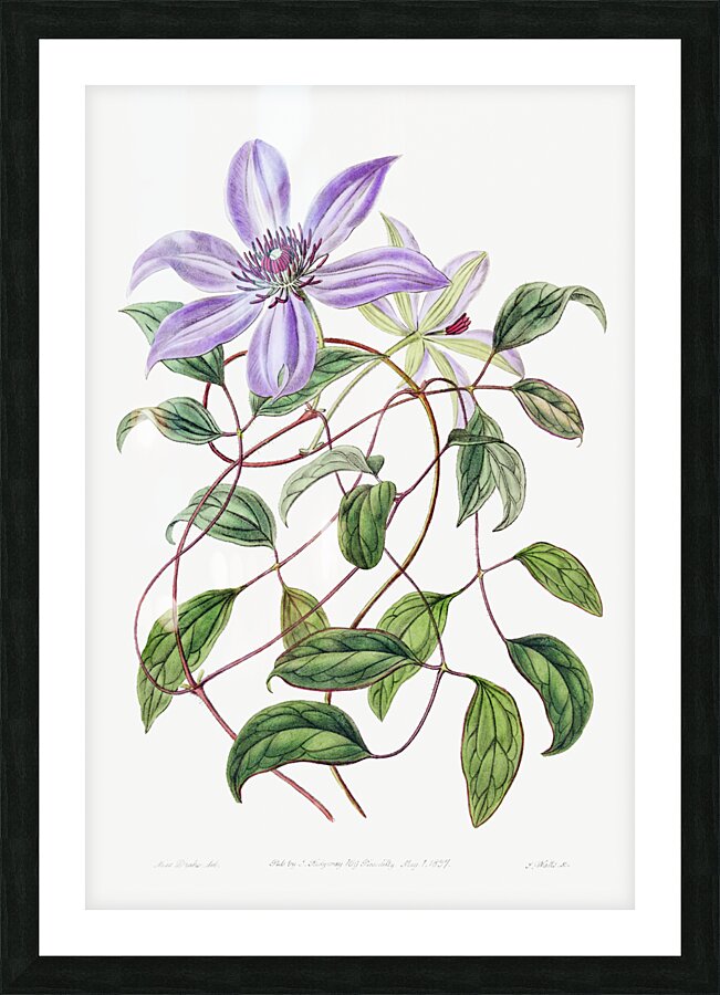 Violet clematis flower from Edwards Botanical Register 1829-1847  by Sydenham Edwards John Lindley and James Ridgway. Picture Frame print