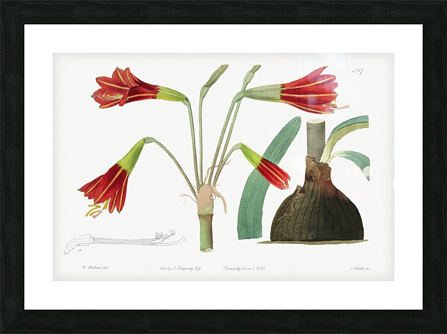 Habranthus phycelloides from Edwards Botanical Register 1829-1847  by Sydenham Edwards John Lindley and James Ridgway. Picture Frame print