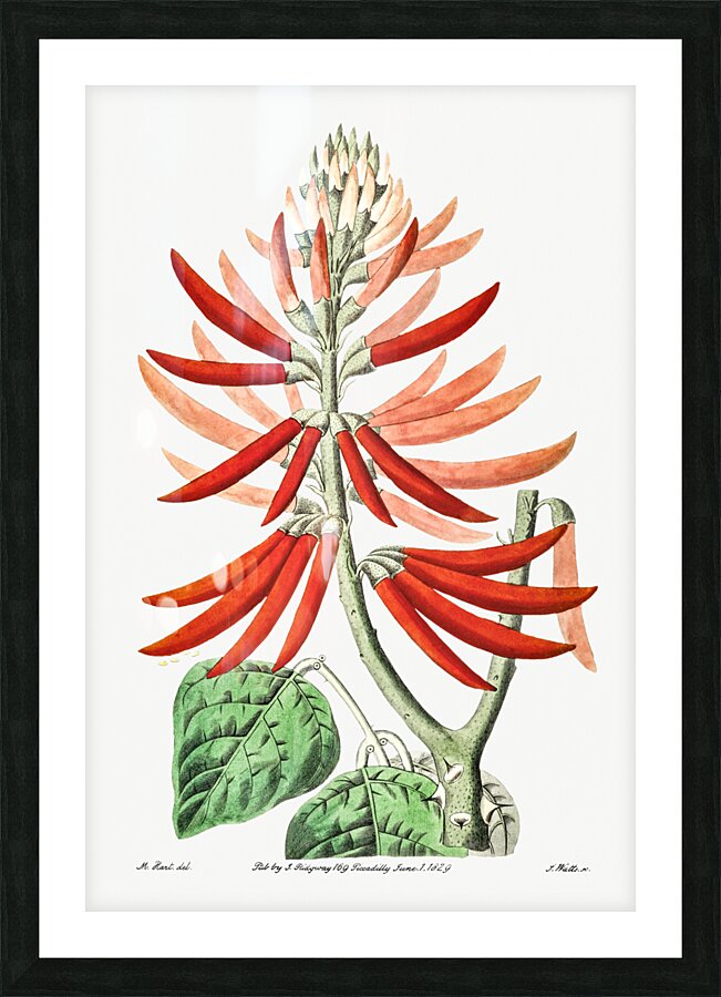 Naked-flowering Erythrina from Edwards Botanical Register 1829-1847  by Sydenham Edwards John Lindley and James Ridgway. Picture Frame print