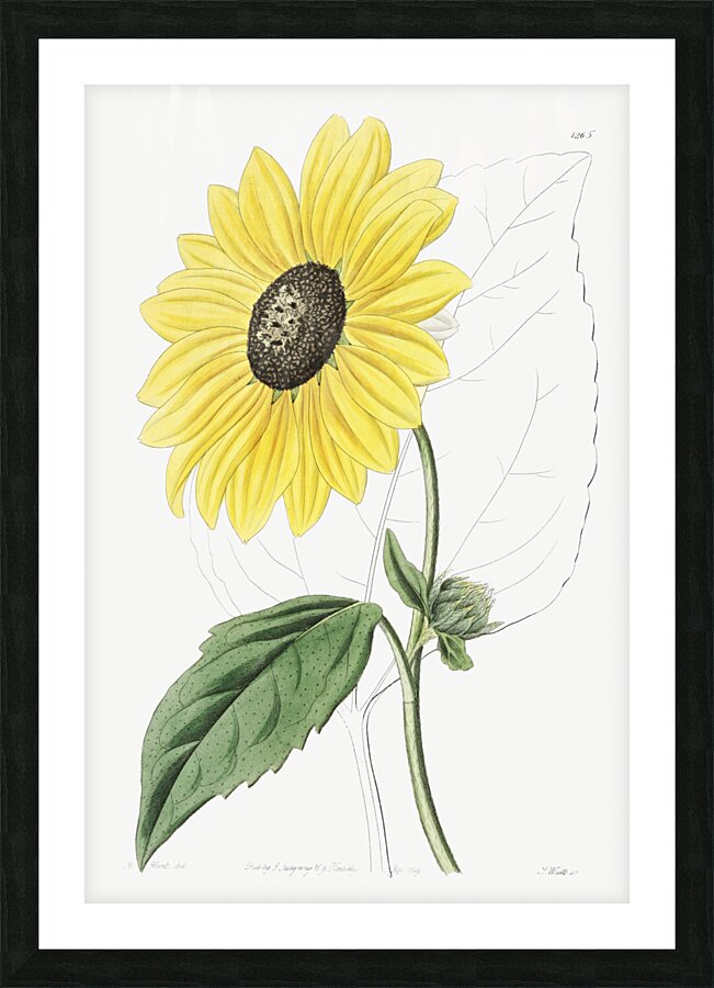 Californian Sunflower from Edwards Botanical Register 1829-1847  by Sydenham Edwards John Lindley and James Ridgway. Picture Frame print