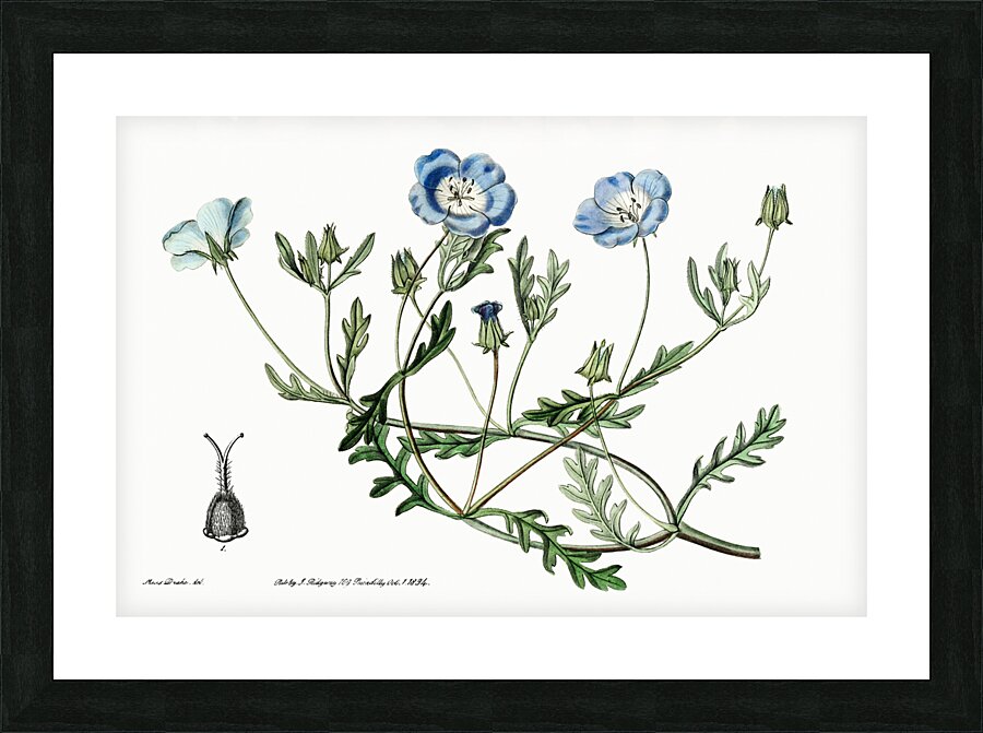 Shewy nemophila from Edwards Botanical Register 1829-1847  by Sydenham Edwards John Lindley and James Ridgway. Picture Frame print