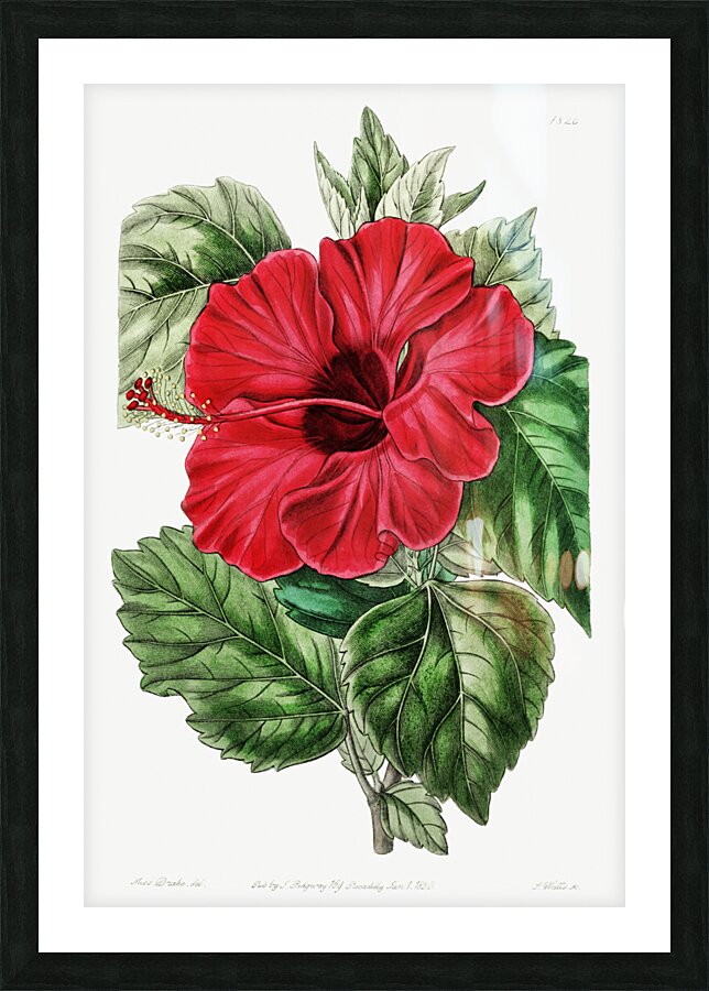 Single-flowered Chinese rose mallow from Edwards Botanical Register 1829-1847  by Sydenham Edwards John Lindley and James Ridgway. Picture Frame print