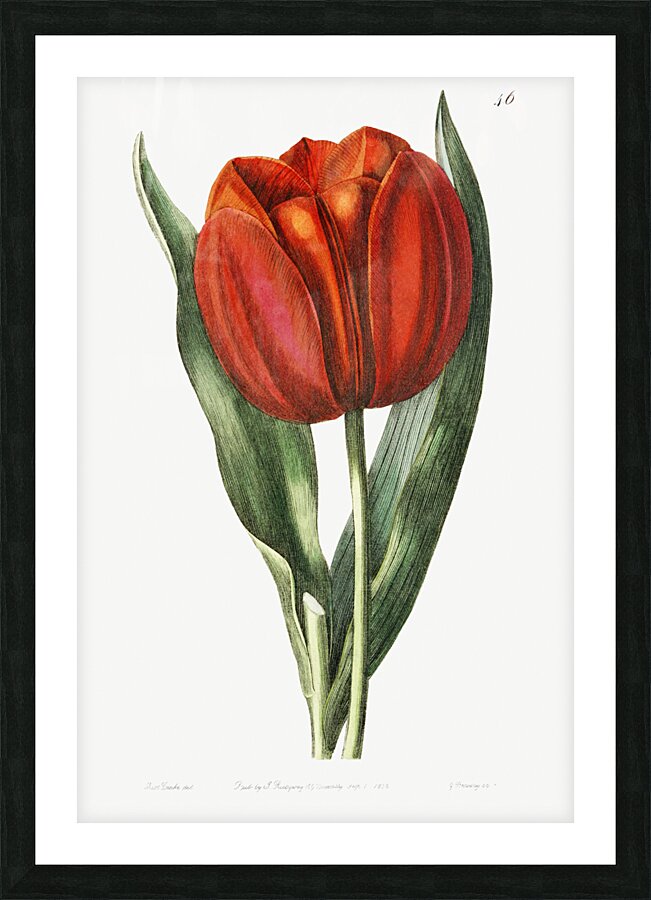 Gesners tulip from Edwards Botanical Register 1829-1847  by Sydenham Edwards John Lindley and James Ridgway. Picture Frame print