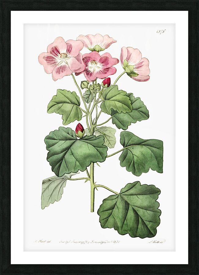 Rhomb leaved palavia from Edwards Botanical Register 1829-1847  by Sydenham Edwards John Lindley and James Ridgway. Picture Frame print