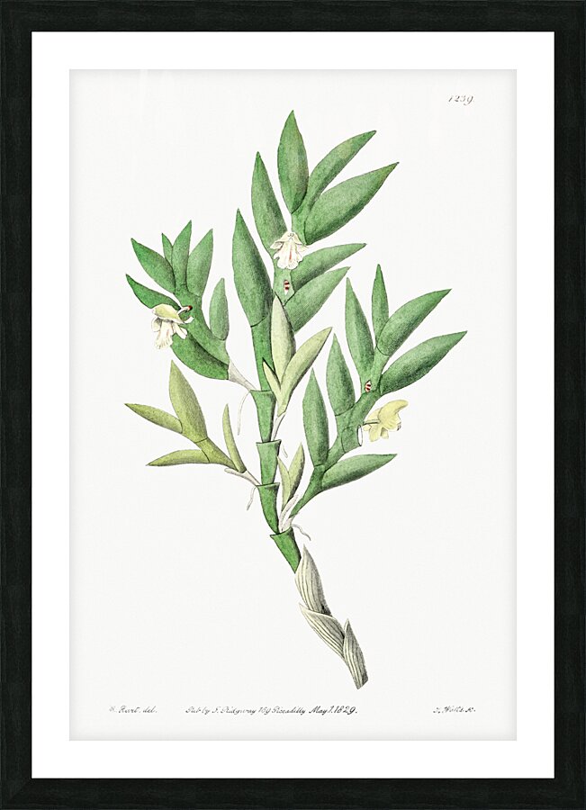 Two-edged dendrobium from Edwards Botanical Register 1829-1847  by Sydenham Edwards John Lindley and James Ridgway. Picture Frame print