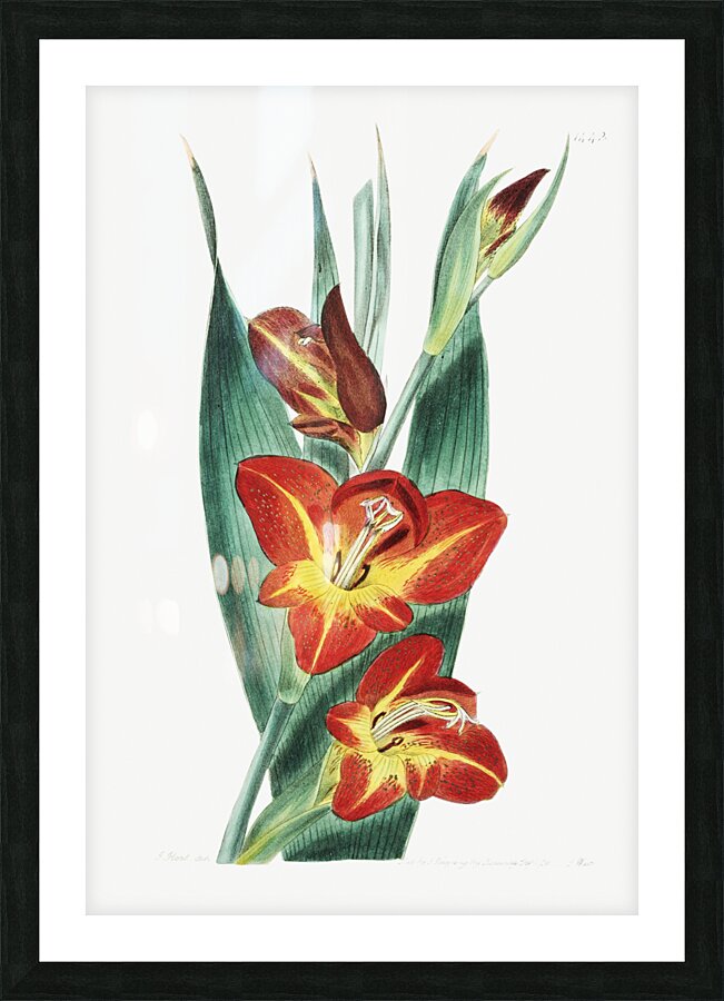 The parrot gladiole from Edwards Botanical Register 1829-1847  by Sydenham Edwards John Lindley and James Ridgway. Picture Frame print
