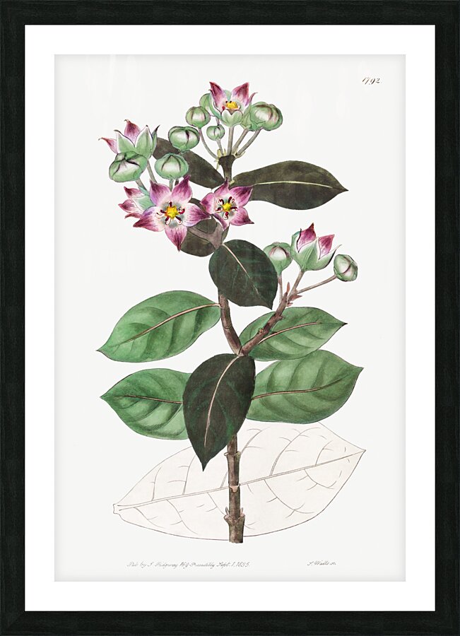 Tall calotropis from Edwards Botanical Register 1829-1847  by Sydenham Edwards John Lindley and James Ridgway. Picture Frame print