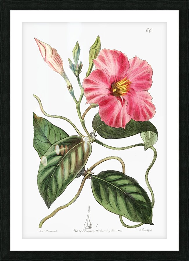 Knob-jointed dipladenia from Edwards Botanical Register 1829-1847  by Sydenham Edwards John Lindley and James Ridgway. Picture Frame print