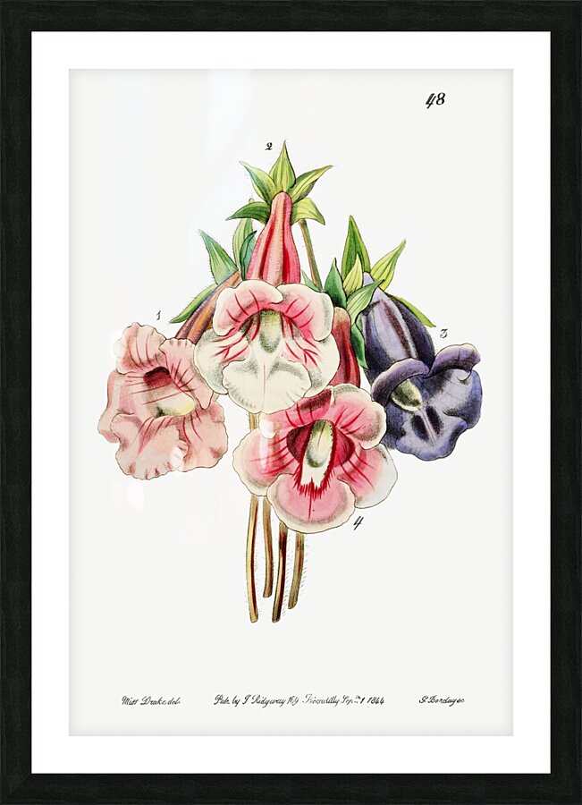 Gloxinia flower varieties from Edwards Botanical Register 1829-1847  by Sydenham Edwards John Lindley and James Ridgway. Picture Frame print