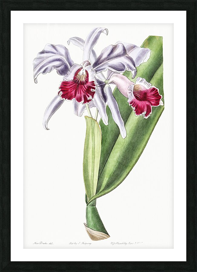 Crimson-lipped cattleya from Edwards Botanical Register 1829-1847  by Sydenham Edwards John Lindley and James Ridgway. Picture Frame print