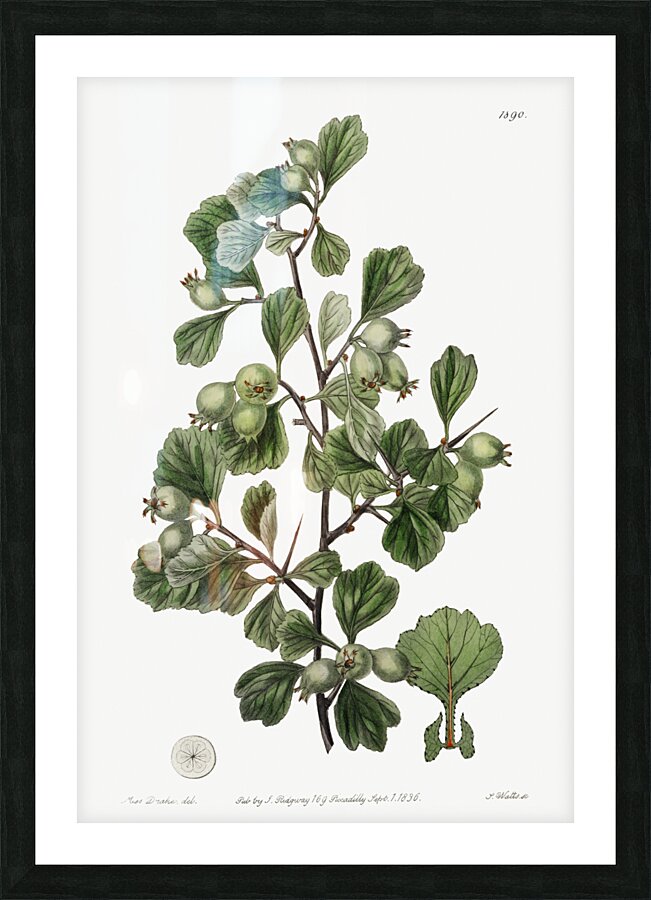 Spathula-leaved thorn from Edwards Botanical Register 1829-1847  by Sydenham Edwards John Lindley and James Ridgway. Picture Frame print