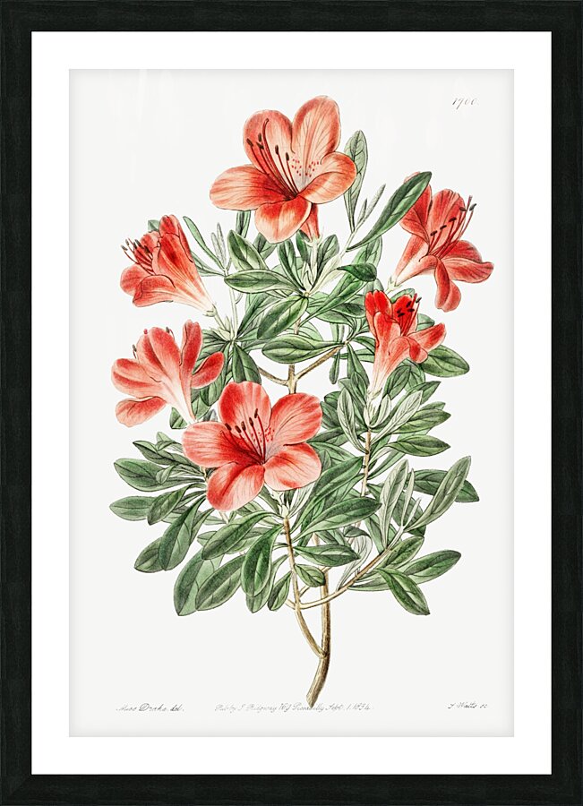 The brick-red Chinese azalea from Edwards Botanical Register 1829-1847  by Sydenham Edwards John Lindley and James Ridgway. Picture Frame print
