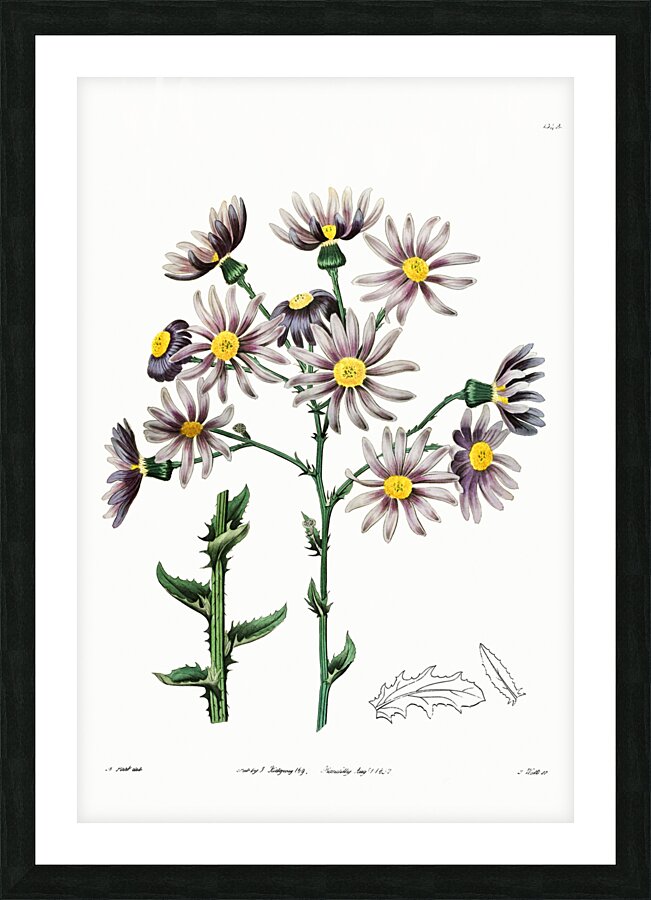 Lilac senecio from Edwards Botanical Register 1829-1847  by Sydenham Edwards John Lindley and James Ridgway. Picture Frame print